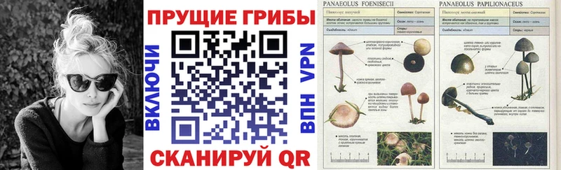 кракен вход  Калач-на-Дону  Псилоцибиновые грибы ЛСД 